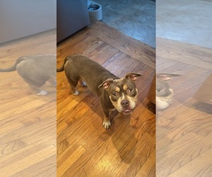American Pit Bull Terrier-Unknown Mix Dogs for adoption in Woodbury, NY, USA