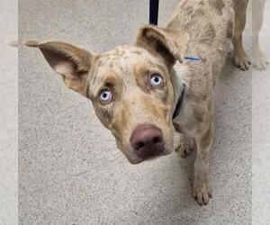 Catahoula Leopard Dog-Unknown Mix Dogs for adoption in Bakersfield, CA, USA