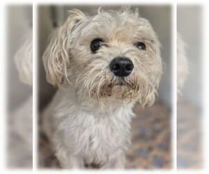 Maltese-Unknown Mix Dogs for adoption in Spring, TX, USA