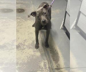 American Pit Bull Terrier Dogs for adoption in Tallahassee, FL, USA