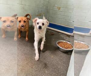 Chihuahua Dogs for adoption in Stockton, CA, USA