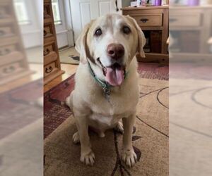 Labrador Retriever Dogs for adoption in Warrington, PA, USA