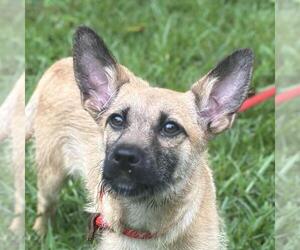 Mutt Dogs for adoption in Yardley, PA, USA