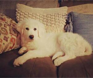 Great Pyrenees Dogs for adoption in Wyoming, MI, USA