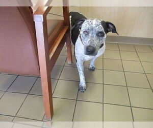 Catahoula Leopard Dog-Unknown Mix Dogs for adoption in Ocala, FL, USA