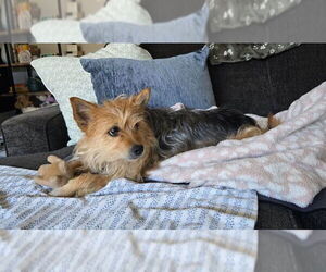 Mutt Dogs for adoption in San Diego, CA, USA