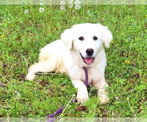 Great Pyrenees-Unknown Mix Dogs for adoption in Wetumpka, AL, USA
