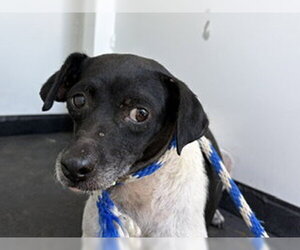 Chihuahua Dogs for adoption in Bakersfield, CA, USA