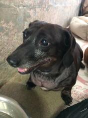 Dachshund Dogs for adoption in Fort Lauderdale, FL, USA