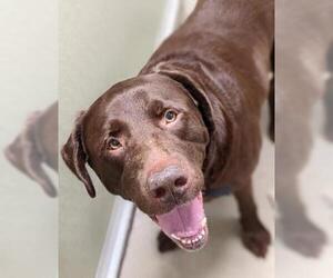 Labrador Retriever Dogs for adoption in Belleville, MI, USA