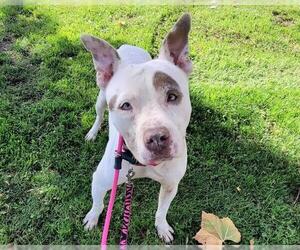 American Pit Bull Terrier Dogs for adoption in Martinez, CA, USA