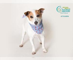 Parson Russell Terrier Dogs for adoption in Camarillo, CA, USA