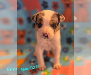 Mutt Dogs for adoption in Foristell, MO, USA