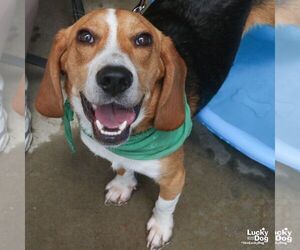 Beagle-Unknown Mix Dogs for adoption in Washington, DC, USA