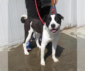 Labrador Retriever-Unknown Mix Dogs for adoption in Louisville, KY, USA