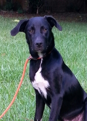 Borador Dogs for adoption in Mobile, AL, USA