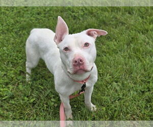 American Pit Bull Terrier-Unknown Mix Dogs for adoption in Millersville, MD, USA