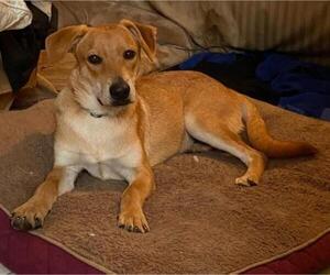 Labrador Retriever-Unknown Mix Dogs for adoption in Groveland, FL, USA