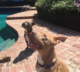 American Pit Bull Terrier Dogs for adoption in Orange, CA, USA