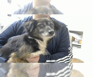 Chihuahua-Unknown Mix Dogs for adoption in Pasadena, TX, USA