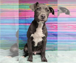 American Pit Bull Terrier-Unknown Mix Dogs for adoption in Lakewood, CO, USA
