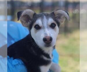 Siberian Husky-Unknown Mix Dogs for adoption in San Antonio, TX, USA