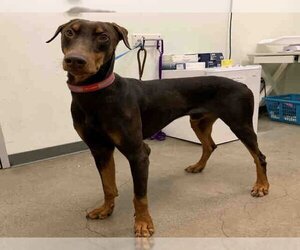 Doberman Pinscher Dogs for adoption in Berkeley , CA, USA