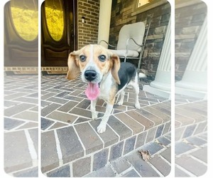 Beagle-Unknown Mix Dogs for adoption in Westwood, NJ, USA
