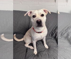 Labrador Retriever-Unknown Mix Dogs for adoption in Muskegon, MI, USA