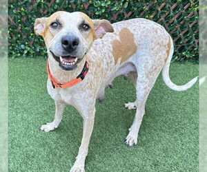 English Coonhound Dogs for adoption in Lighthouse Point, FL, USA