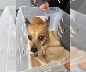 Chihuahua Dogs for adoption in San Martin, CA, USA