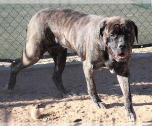 Mastiff Dogs for adoption in Apple Valley, CA, USA