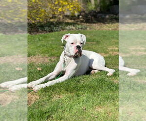 Boxer Dogs for adoption in Dumont, NJ, USA