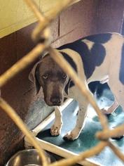 Weimaraner Dogs for adoption in Pembroke, GA, USA