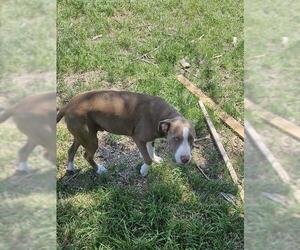 American Staffordshire Terrier-Unknown Mix Dogs for adoption in San Antonio, TX, USA