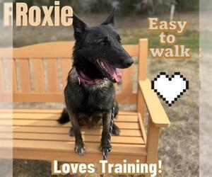 German Shepherd Dog Dogs for adoption in Denver, CO, USA