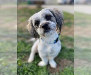 Havashu Dogs for adoption in Palo Alto, CA, USA