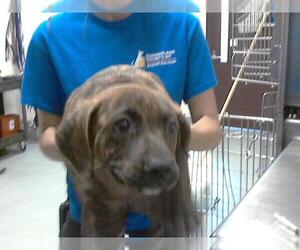 American Pit Bull Terrier-Unknown Mix Dogs for adoption in Fayetteville, NC, USA