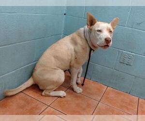 American Pit Bull Terrier-Unknown Mix Dogs for adoption in Downey, CA, USA