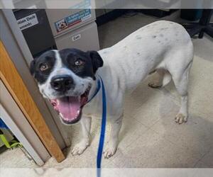 Pointer-Unknown Mix Dogs for adoption in Plano, TX, USA