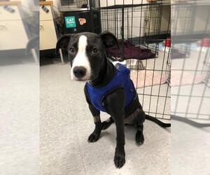 Labrador Retriever-Unknown Mix Dogs for adoption in Salem, MA, USA