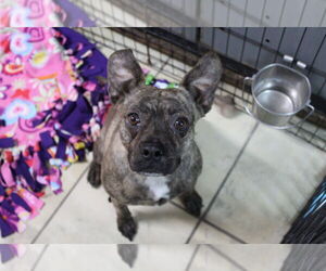 Boston Terrier-Unknown Mix Dogs for adoption in El Centro, CA, USA