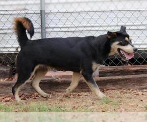 Labrottie Dogs for adoption in Wetumpka, AL, USA