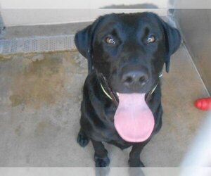 Labrador Retriever Dogs for adoption in Orange, CA, USA