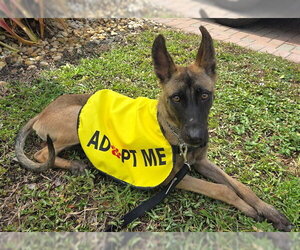 Mutt Dogs for adoption in Fort Lauderdale, FL, USA