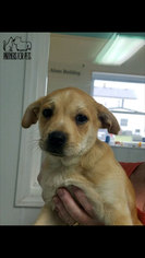Labrador Retriever Dogs for adoption in Troy, IL, USA