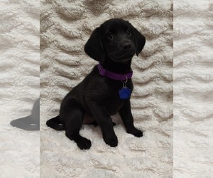 Labrador Retriever-Retriever  Mix Dogs for adoption in St. Louis Park, MN, USA