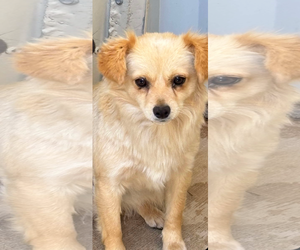 Malchi Dogs for adoption in Grafton, WI, USA