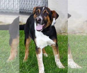 Mutt Dogs for adoption in Evansville, IN, USA
