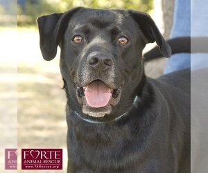 Labrador Retriever-Unknown Mix Dogs for adoption in Marina del Rey, CA, USA